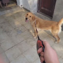 Guia Retrátil Pet 3 Metros - Para Cães e Gatos