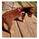 Guia Peitoral Pet [Fêmea e Macho]